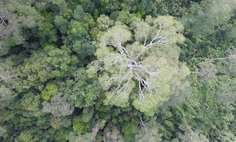 Фото - Биологи удивились, что южно-азиатские лианы чаще поражают мелкие деревья