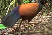 Фото - Биологи впервые сняли на видео редчайших фазановых голубей