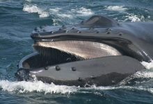 Фото - Экологи сообщили, что усатые киты поедают по 10 млн частиц пластика в день