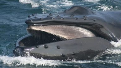 Фото - Экологи сообщили, что усатые киты поедают по 10 млн частиц пластика в день