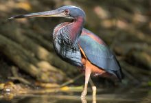 Фото - Экологи выяснили, что наиболее «вычурные» птицы подвержены сильному риску вымирания