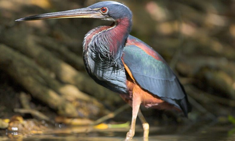 Фото - Экологи выяснили, что наиболее «вычурные» птицы подвержены сильному риску вымирания