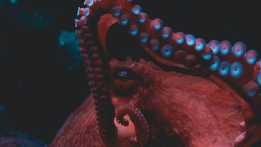 Фото - Изучен механизм работы нервной системы осьминогов