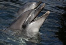 Фото - Океанолог Агафонов объяснил, почему в России не должно быть дельфинариев