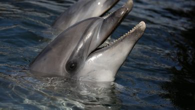 Фото - Океанолог Агафонов объяснил, почему в России не должно быть дельфинариев