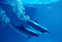 Фото - Океанолог Агафонов рассказал, как можно найти выпущенных в море из крымского дельфинария афалин