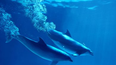 Фото - Океанолог Агафонов рассказал, как можно найти выпущенных в море из крымского дельфинария афалин