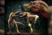 Фото - Палеонтологи предположили, что тираннозавр был на 70% больше, чем считалось