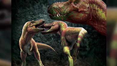 Фото - Палеонтологи предположили, что тираннозавр был на 70% больше, чем считалось