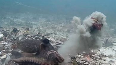 Фото - Ученые сняли на камеру удивительный конфликт осьминогов