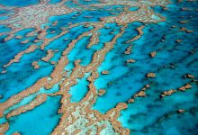 Фото - Ученые выяснили, как появился Большой Барьерный риф