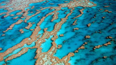 Фото - Ученые выяснили, как появился Большой Барьерный риф